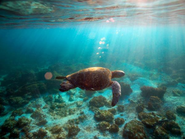 Galapagos 8 day cruise, Ecuador