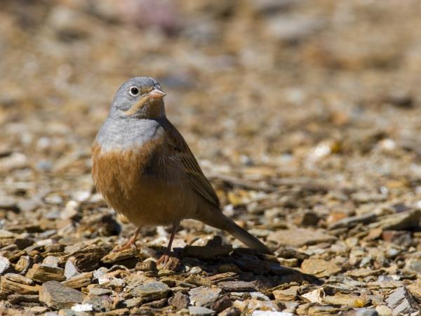 Lesvos birdwatching vacation in Greece
