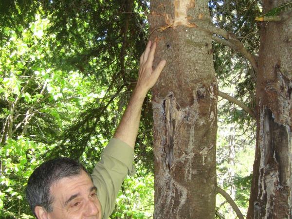 Northern Greece bear conservation tour