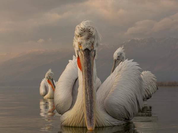 Greece bird watching vacation, Lake Kerkini