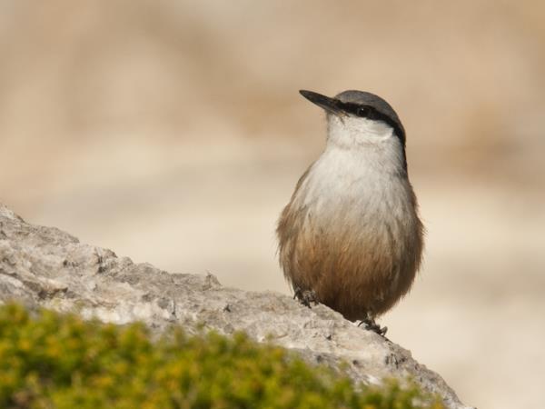 Lesvos birdwatching vacation in Greece