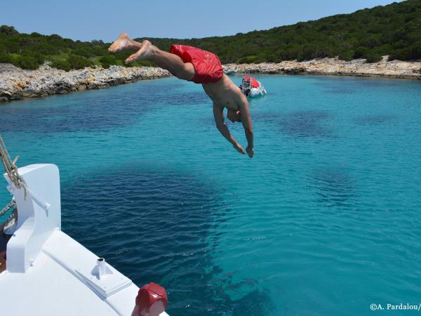 Dolphin conservation vacation in Greece