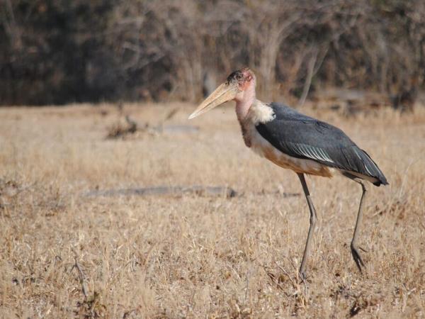 Zambia small group tour