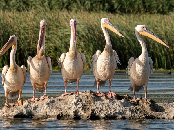 Danube Delta birdwatching in Romania