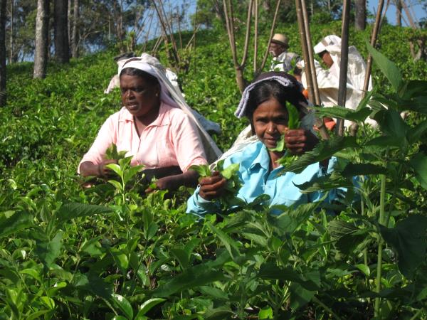 Sri Lanka food tour, tailor made