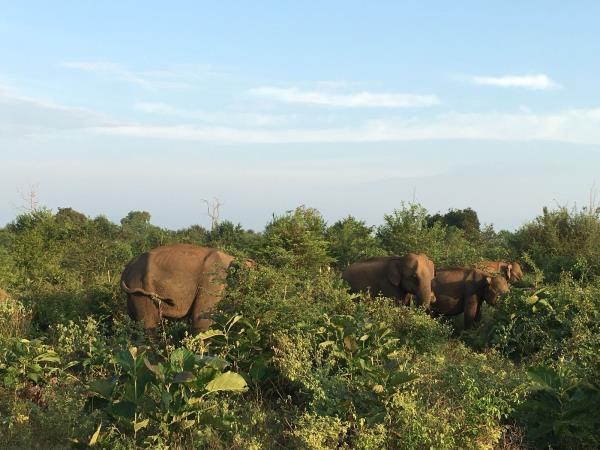 Sri Lanka tailor made family vacation