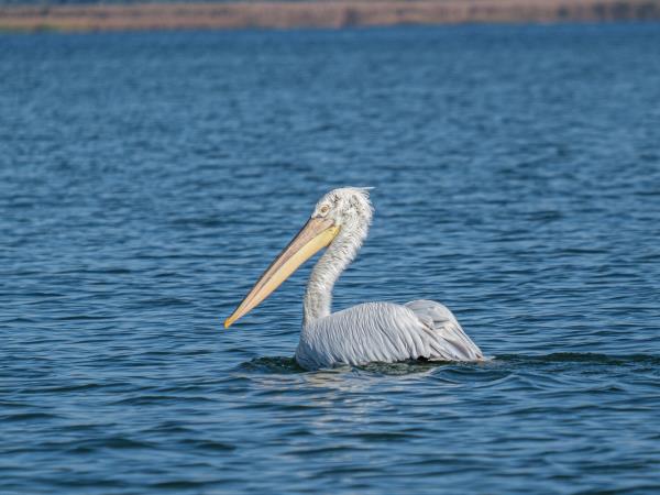 Danube Delta birding tour in Romania