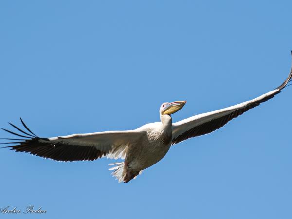 Birding tour in the Danube Delta, Romania