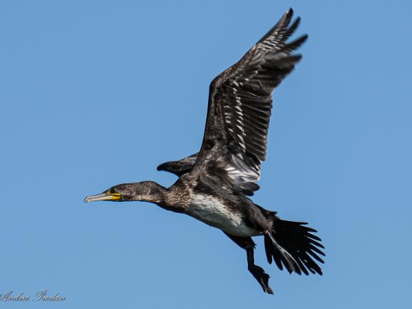 Birding tour in the Danube Delta, Romania