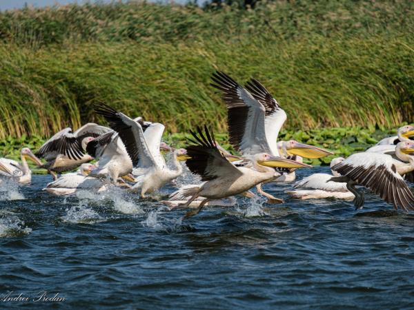 Birding tour in the Danube Delta, Romania