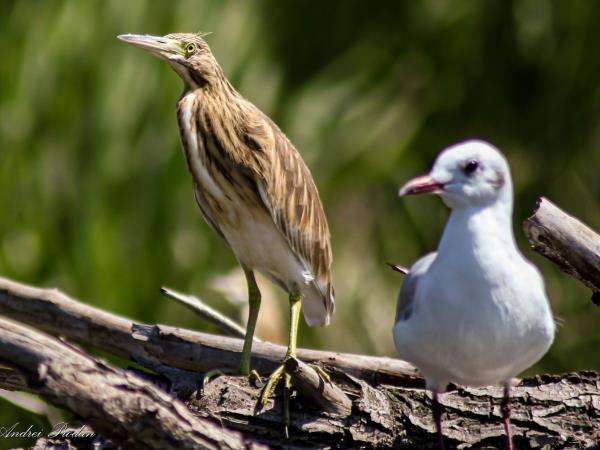 Birding tour in the Danube Delta, Romania