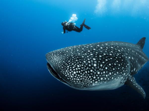 Marine conservation in Belize