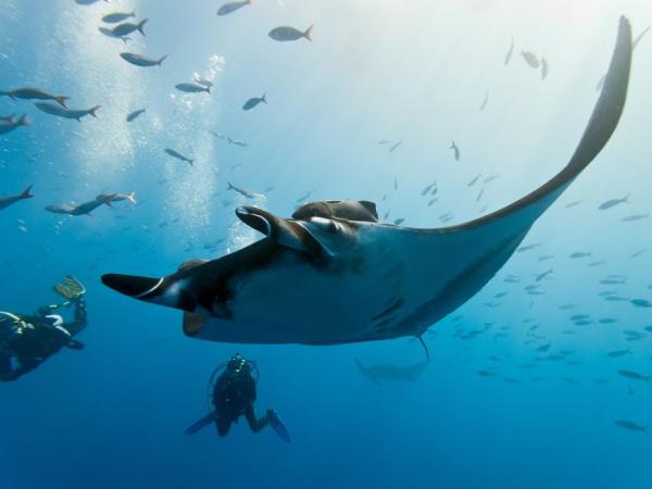 Lionfish spearing marine conservation in Belize