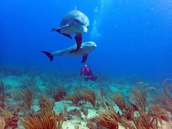 Coral reef conservation in Belize