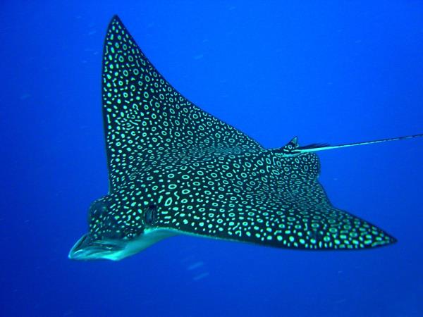 Coral reef conservation in Belize