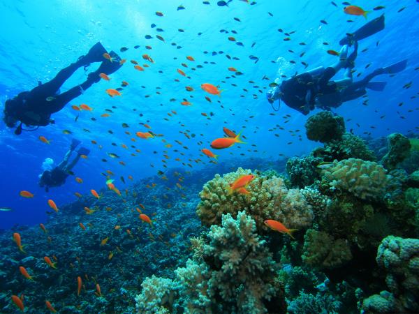 Coral reef conservation in Belize