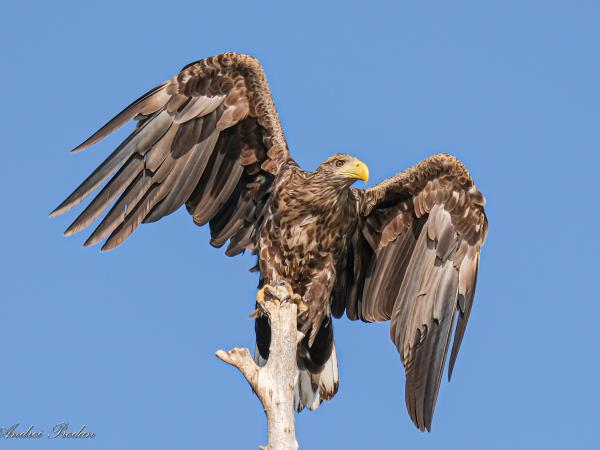 Wildlife photography vacation in Romania