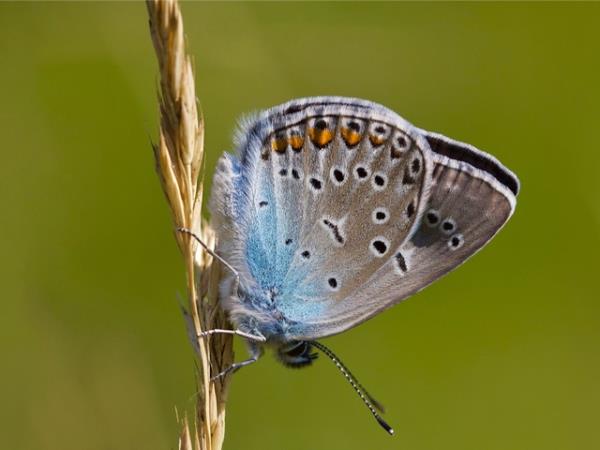 Butterfly and botany vacation in Poland