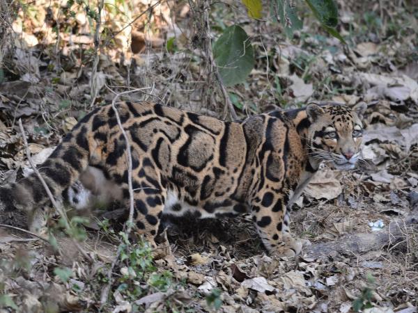 Rare mammals of Nepal wildlife safari