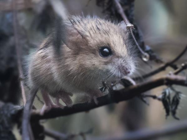 Rare mammals of Nepal wildlife safari