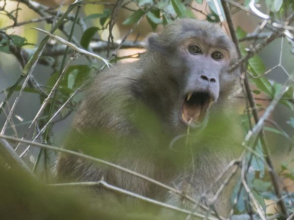 Rare mammals of Nepal wildlife safari