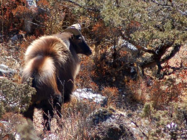 Rare mammals of Nepal wildlife safari