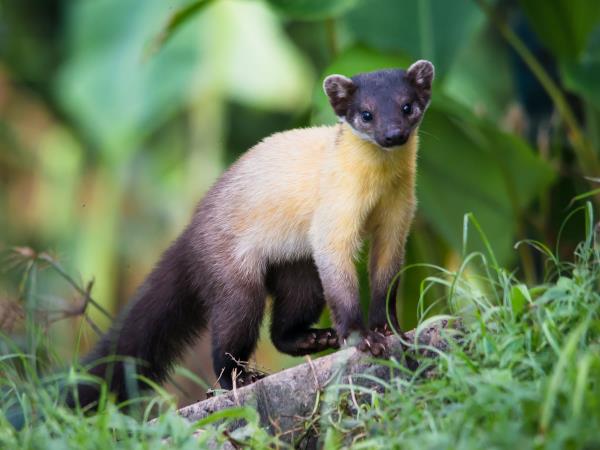 Rare mammals of Nepal wildlife safari