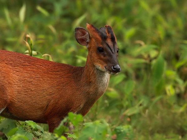 Rare mammals of Nepal wildlife safari