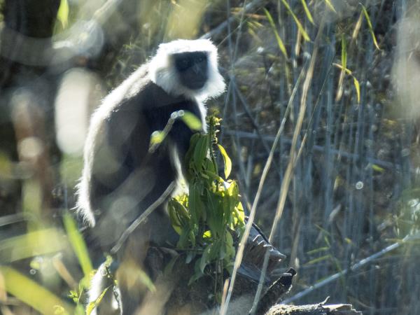 Rare mammals of Nepal wildlife safari