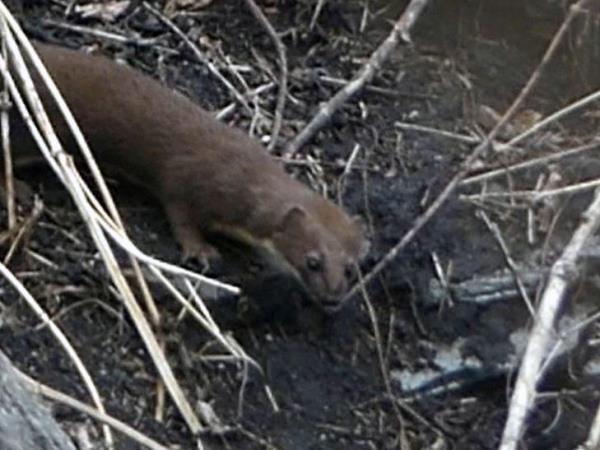 Rare mammals of Nepal wildlife safari