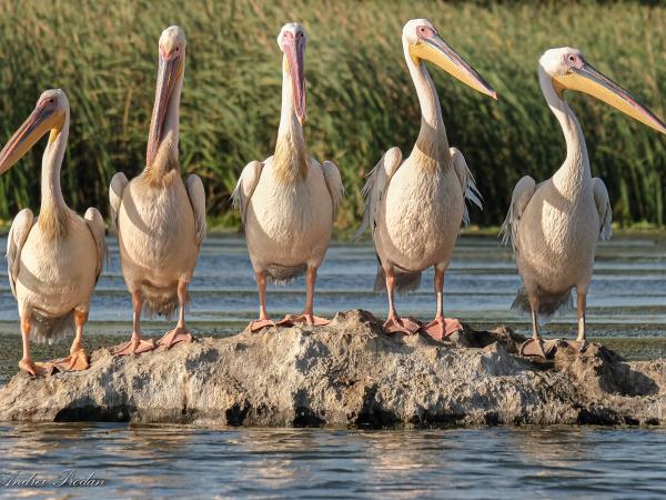 Birdwatching tour in the Danube Delta