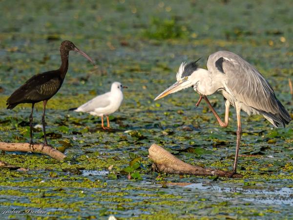 Birdwatching tour in the Danube Delta