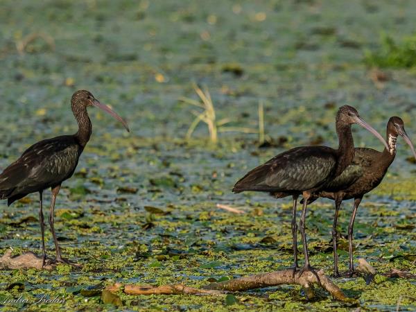 Birdwatching tour in the Danube Delta