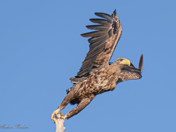 Danube Delta birdwatching in Romania