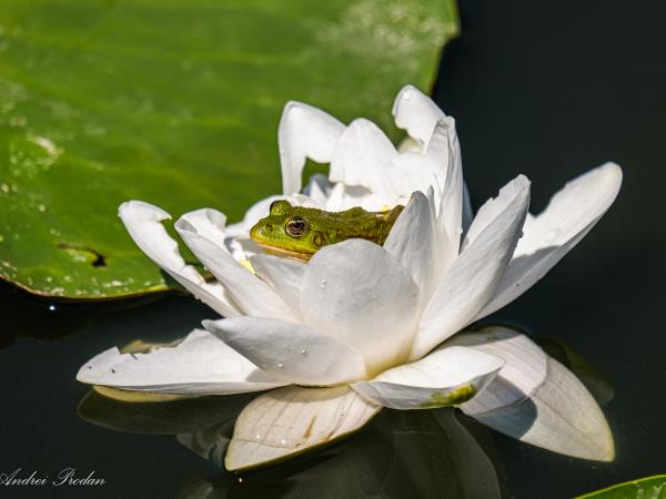 Birding tour in the Danube Delta, Romania