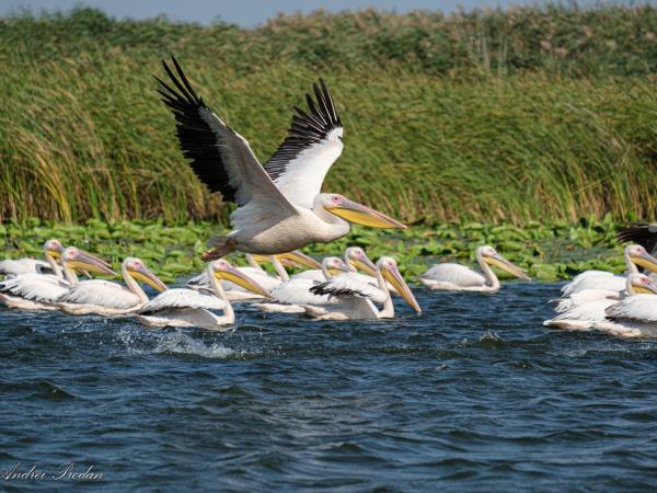 Wildlife photography vacation in Romania
