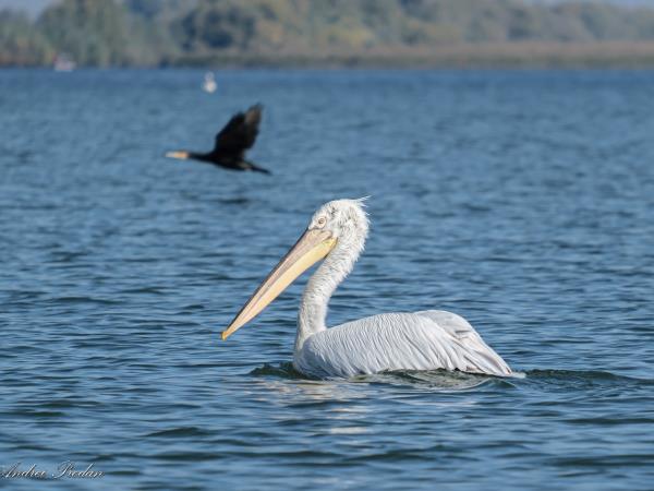 Wildlife photography vacation in Romania