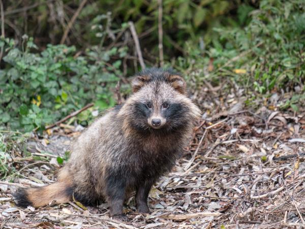 Wildlife photography vacation in Romania