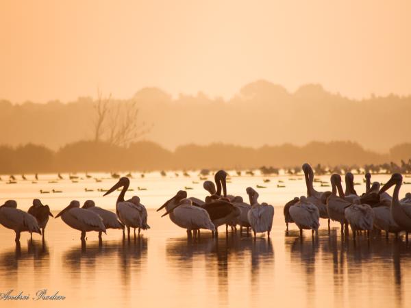 Wildlife photography vacation in Romania