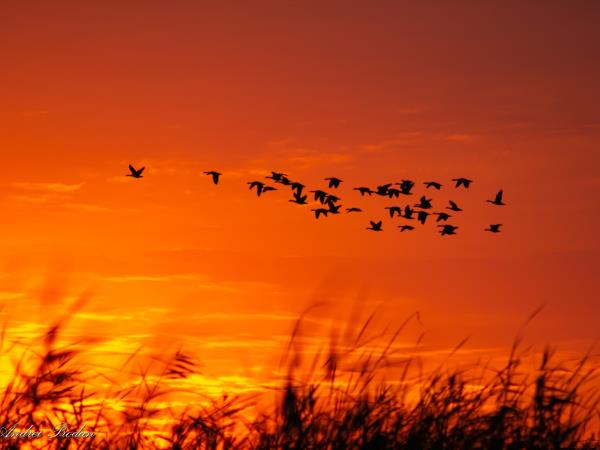Wildlife photography vacation in Romania