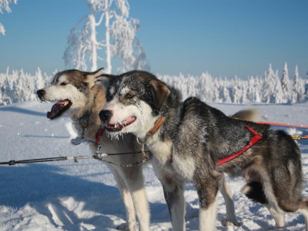 Family winter activity vacation in Finland