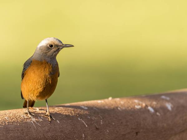 Namibia highlights tour