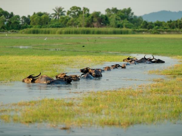 Southern Thailand nature and culture vacation