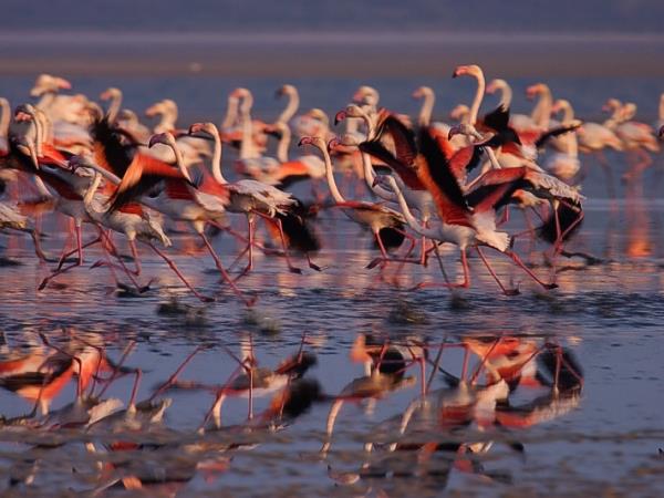 Spanish wildlife tour
