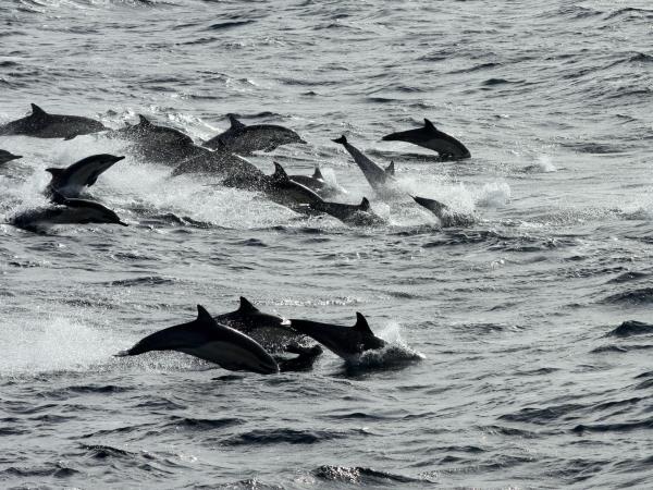 Spanish wildlife tour