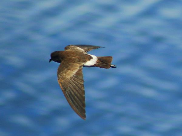 Spanish wildlife tour