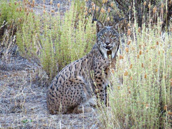Spanish wildlife tour