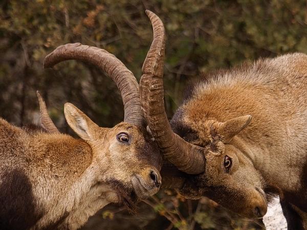 Spanish wildlife tour