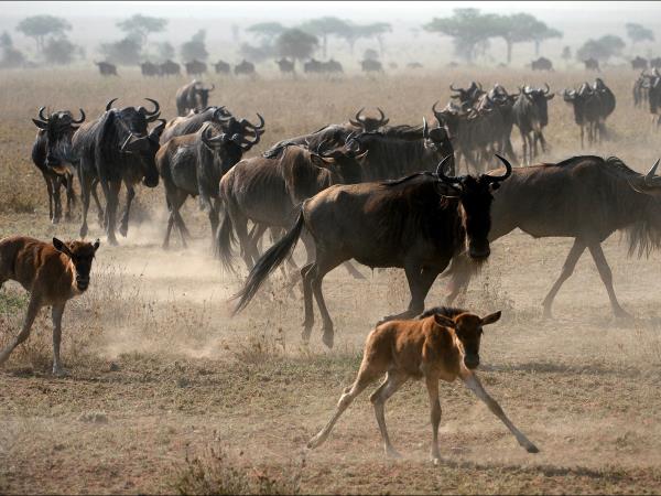 Tanzania family safari and Zanzibar vacation