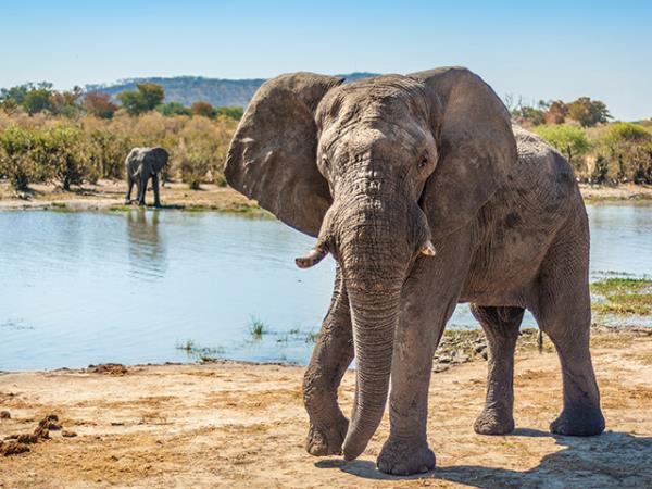 Tanzania family safari and Zanzibar vacation